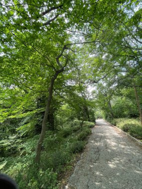 Park alanı büyük yeşil bitkiler, çalılar ve ağaçlar