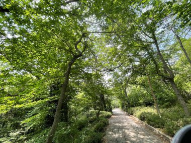Park alanı büyük yeşil bitkiler, çalılar ve ağaçlar