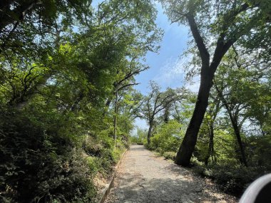 Park alanı büyük yeşil bitkiler, çalılar ve ağaçlar