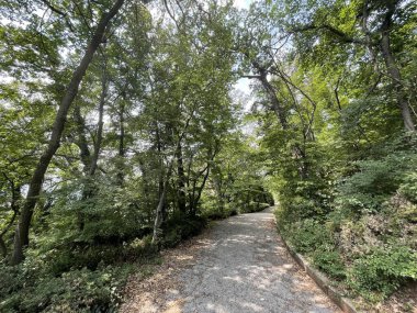 Park alanı büyük yeşil bitkiler, çalılar ve ağaçlar