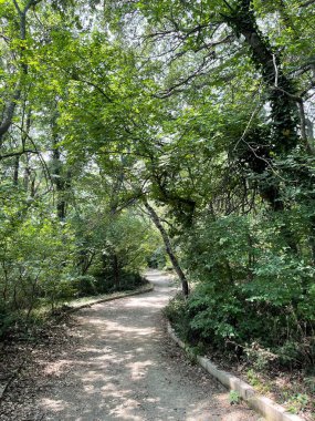 Park alanı büyük yeşil bitkiler, çalılar ve ağaçlar