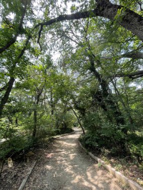 Park alanı büyük yeşil bitkiler, çalılar ve ağaçlar