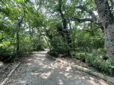 Park alanı büyük yeşil bitkiler, çalılar ve ağaçlar