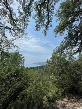 Park alanı büyük yeşil bitkiler, çalılar ve ağaçlar