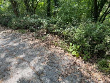 Park alanı büyük yeşil bitkiler, çalılar ve ağaçlar