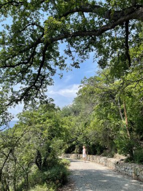 Park alanı büyük yeşil bitkiler, çalılar ve ağaçlar