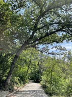 Park alanı büyük yeşil bitkiler, çalılar ve ağaçlar