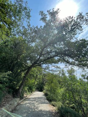 Park alanı büyük yeşil bitkiler, çalılar ve ağaçlar