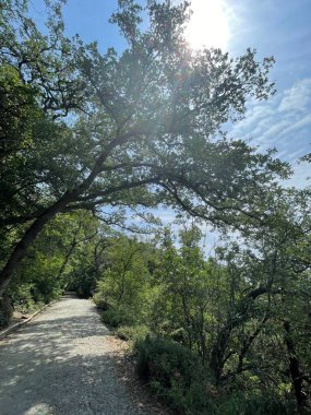 Park alanı büyük yeşil bitkiler, çalılar ve ağaçlar