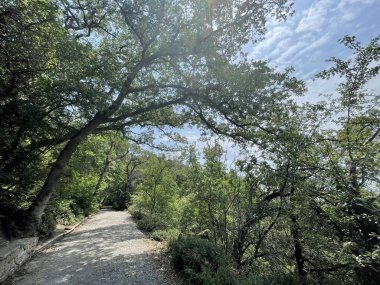 Park alanı büyük yeşil bitkiler, çalılar ve ağaçlar