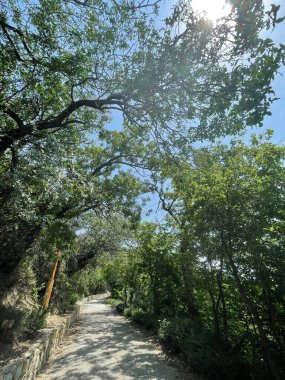 Park alanı büyük yeşil bitkiler, çalılar ve ağaçlar