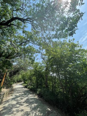 Park alanı büyük yeşil bitkiler, çalılar ve ağaçlar