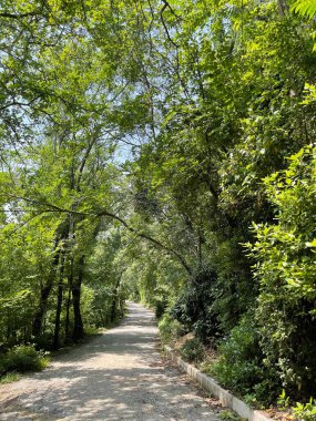 Park alanı büyük yeşil bitkiler, çalılar ve ağaçlar