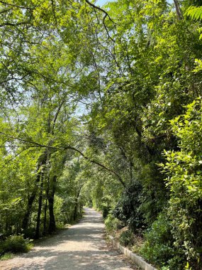 Park alanı büyük yeşil bitkiler, çalılar ve ağaçlar
