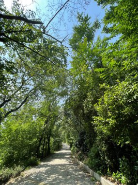 Park alanı büyük yeşil bitkiler, çalılar ve ağaçlar