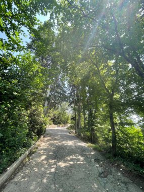 Park alanı büyük yeşil bitkiler, çalılar ve ağaçlar