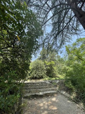 Park alanı büyük yeşil bitkiler, çalılar ve ağaçlar