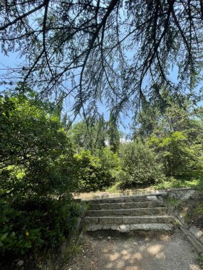 Park alanı büyük yeşil bitkiler, çalılar ve ağaçlar