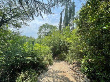 Park alanı büyük yeşil bitkiler, çalılar ve ağaçlar