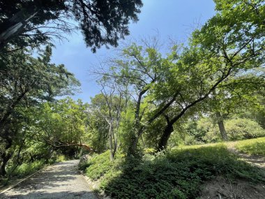 Park alanı büyük yeşil bitkiler, çalılar ve ağaçlar