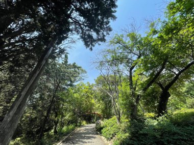 Park alanı büyük yeşil bitkiler, çalılar ve ağaçlar