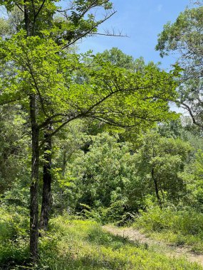 Park alanı büyük yeşil bitkiler, çalılar ve ağaçlar