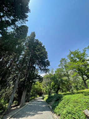 Park alanı büyük yeşil bitkiler, çalılar ve ağaçlar