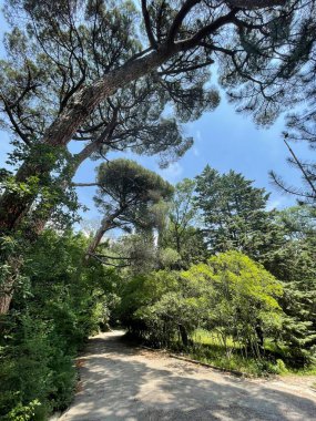 Park alanı büyük yeşil bitkiler, çalılar ve ağaçlar