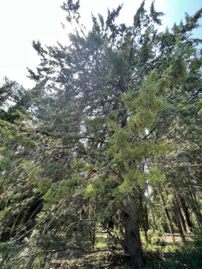 Park alanı büyük yeşil bitkiler, çalılar ve ağaçlar