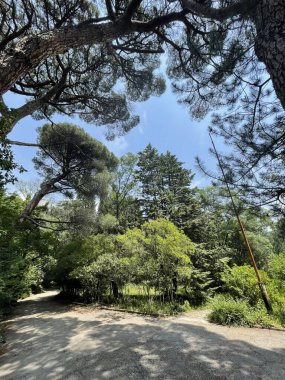 Park alanı büyük yeşil bitkiler, çalılar ve ağaçlar