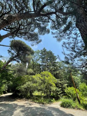 Park alanı büyük yeşil bitkiler, çalılar ve ağaçlar