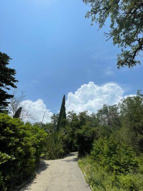 Park alanı büyük yeşil bitkiler, çalılar ve ağaçlar