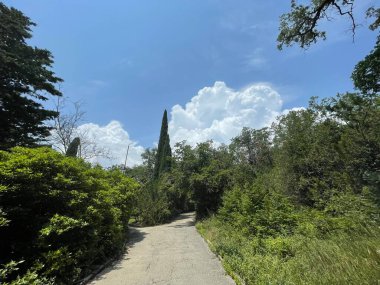 Park alanı büyük yeşil bitkiler, çalılar ve ağaçlar