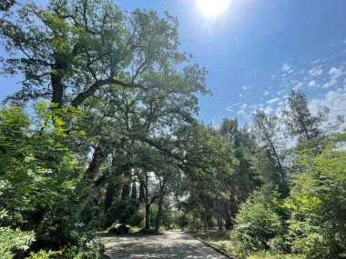 Park alanı büyük yeşil bitkiler, çalılar ve ağaçlar