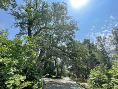 Park alanı büyük yeşil bitkiler, çalılar ve ağaçlar