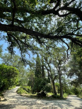 Park alanı büyük yeşil bitkiler, çalılar ve ağaçlar