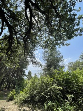 Park alanı büyük yeşil bitkiler, çalılar ve ağaçlar