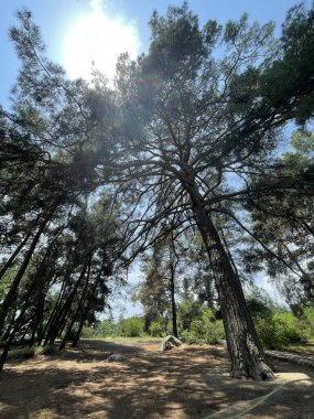 Park alanı büyük yeşil bitkiler, çalılar ve ağaçlar