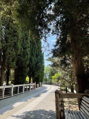 Park alanı büyük yeşil bitkiler, çalılar ve ağaçlar