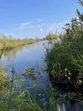 Park alanı büyük yeşil bitkiler, çalılar ve ağaçlar