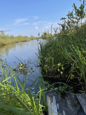 Park alanı büyük yeşil bitkiler, çalılar ve ağaçlar