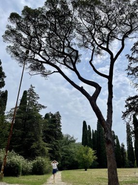 Park alanı büyük yeşil bitkiler, çalılar ve ağaçlar