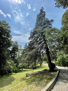 Park alanı büyük yeşil bitkiler, çalılar ve ağaçlar