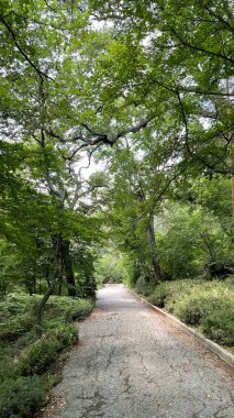Park alanı büyük yeşil bitkiler, çalılar ve ağaçlar