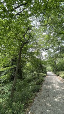 Park alanı büyük yeşil bitkiler, çalılar ve ağaçlar