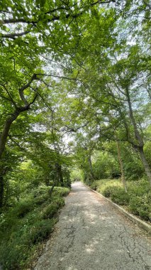Park alanı büyük yeşil bitkiler, çalılar ve ağaçlar