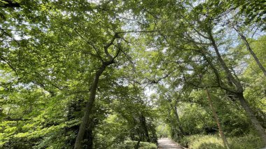 Park alanı büyük yeşil bitkiler, çalılar ve ağaçlar