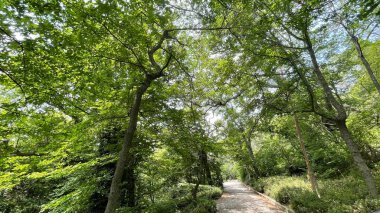 Park alanı büyük yeşil bitkiler, çalılar ve ağaçlar