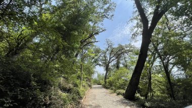 Park alanı büyük yeşil bitkiler, çalılar ve ağaçlar