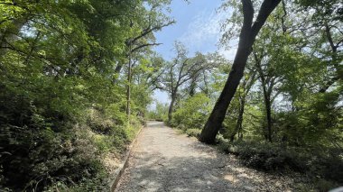 Park alanı büyük yeşil bitkiler, çalılar ve ağaçlar